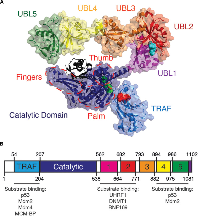 FIGURE 1