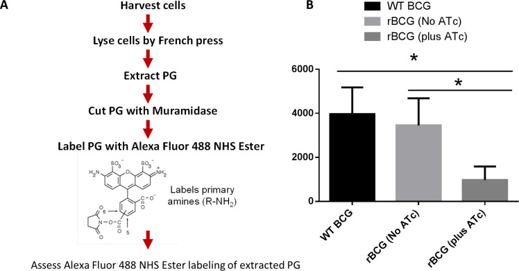 Figure 1—figure supplement 4.