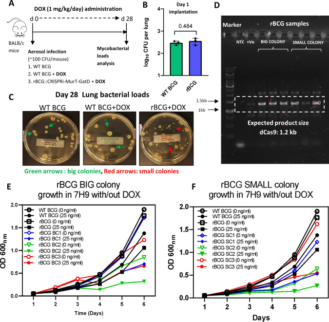 Figure 2—figure supplement 2.