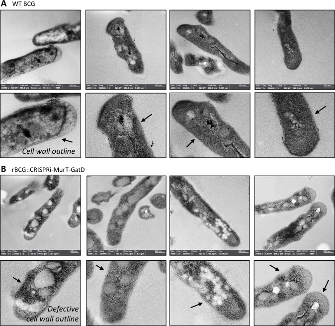 Figure 1—figure supplement 3.