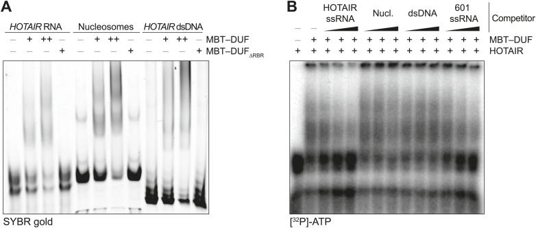 Figure 2—figure supplement 1.