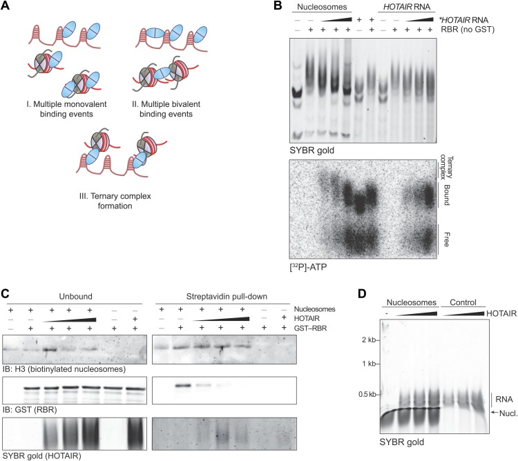 Figure 2—figure supplement 2.