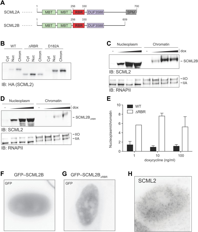 Figure 3—figure supplement 1.