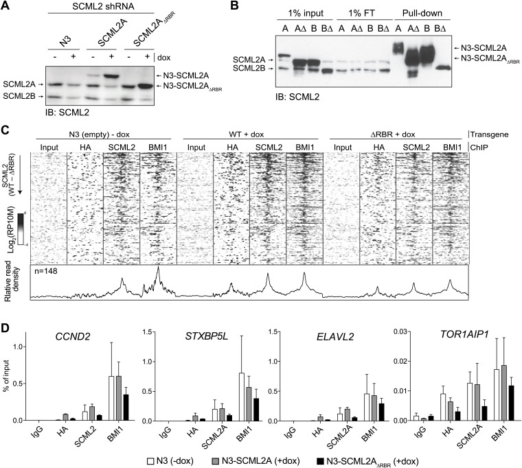 Figure 5—figure supplement 1.