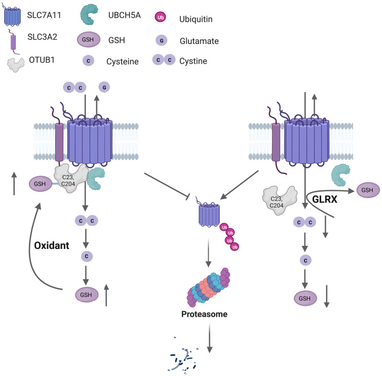 Fig. 10.