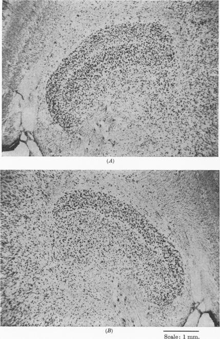 Fig. 11