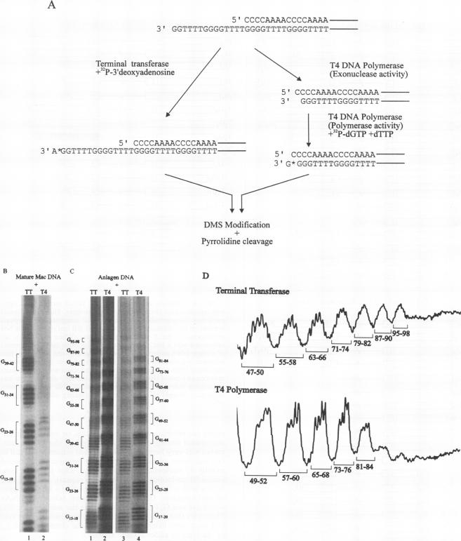 graphic file with name molcellb00001-0585-a.jpg