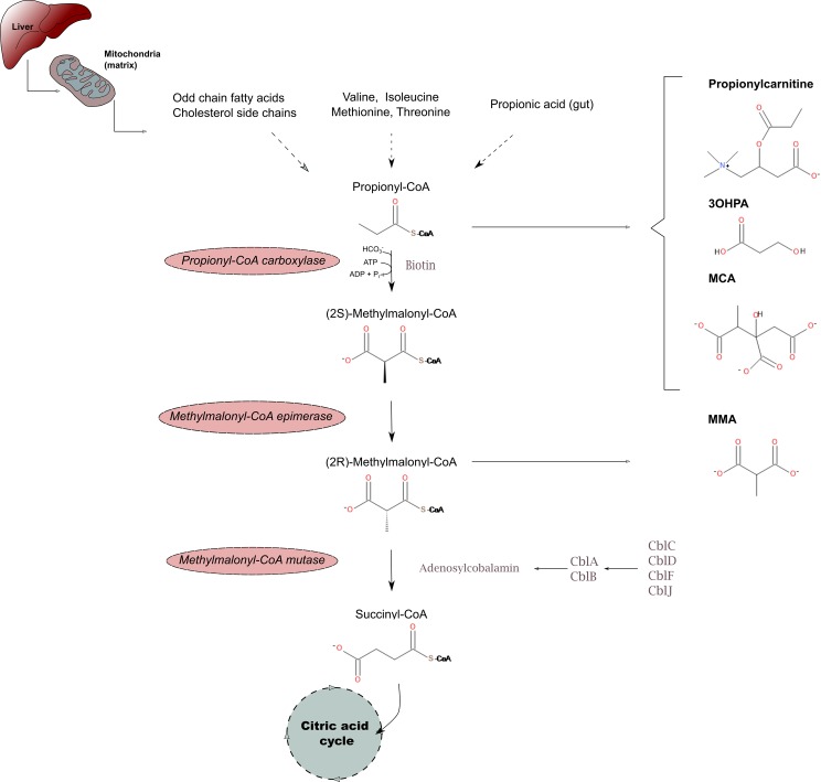 Fig 1