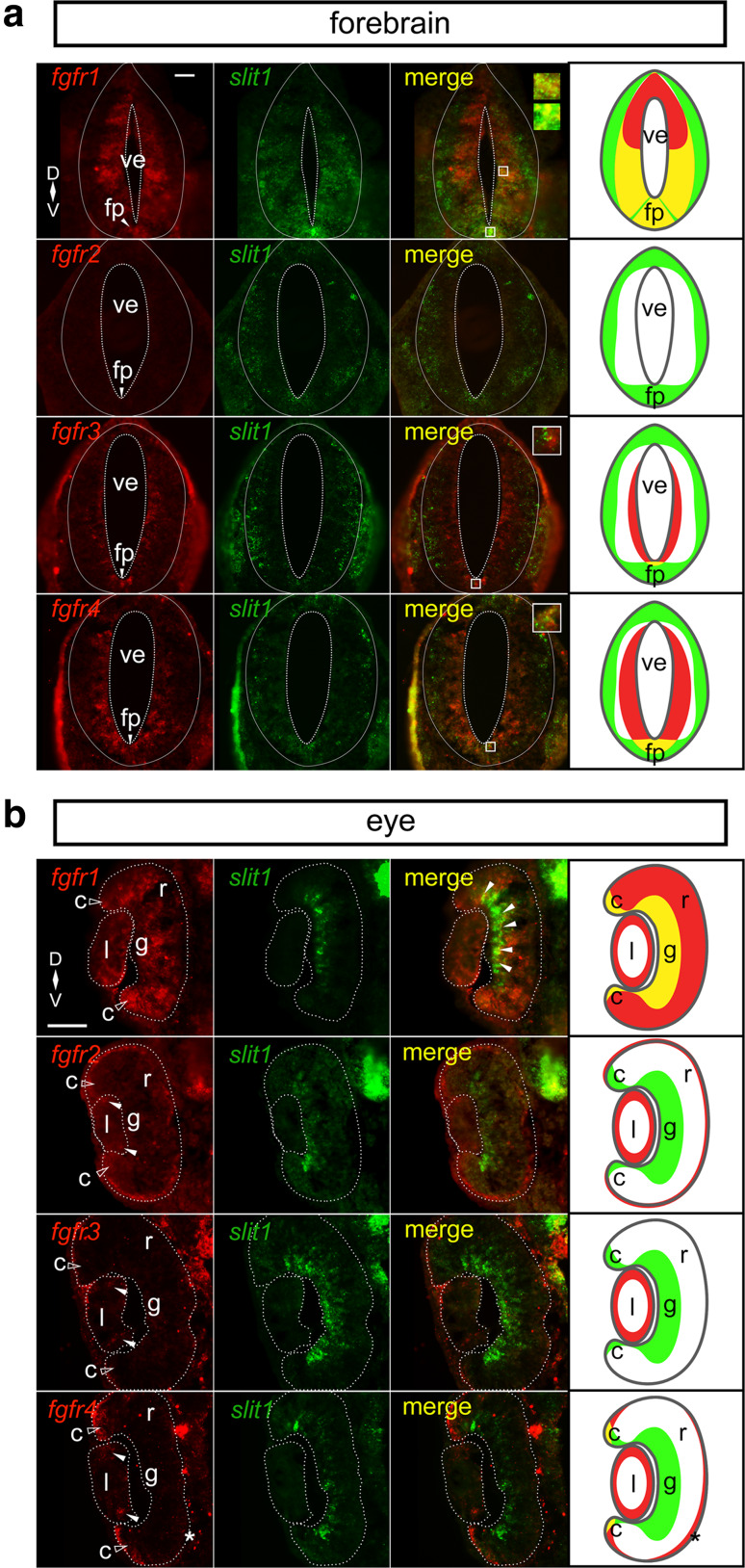 Fig. 1