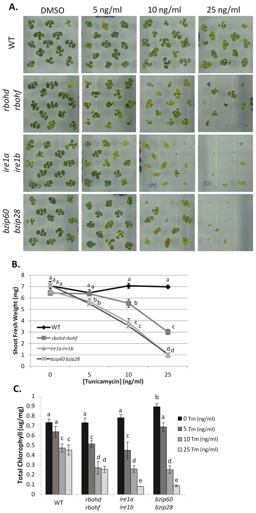 Figure 5.