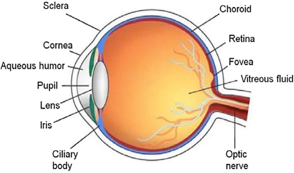 Fig. 2