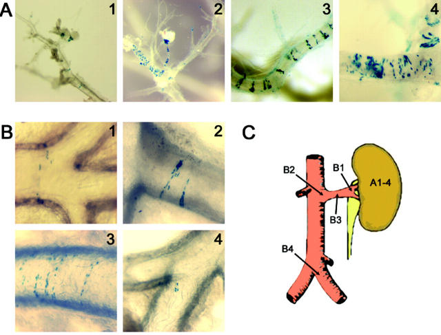 Figure 7.