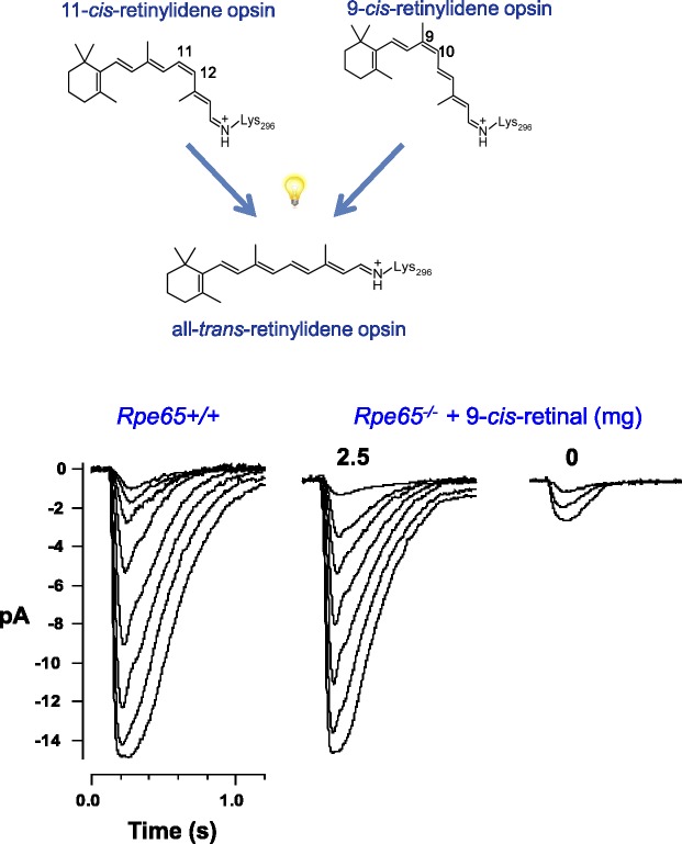 Figure 10