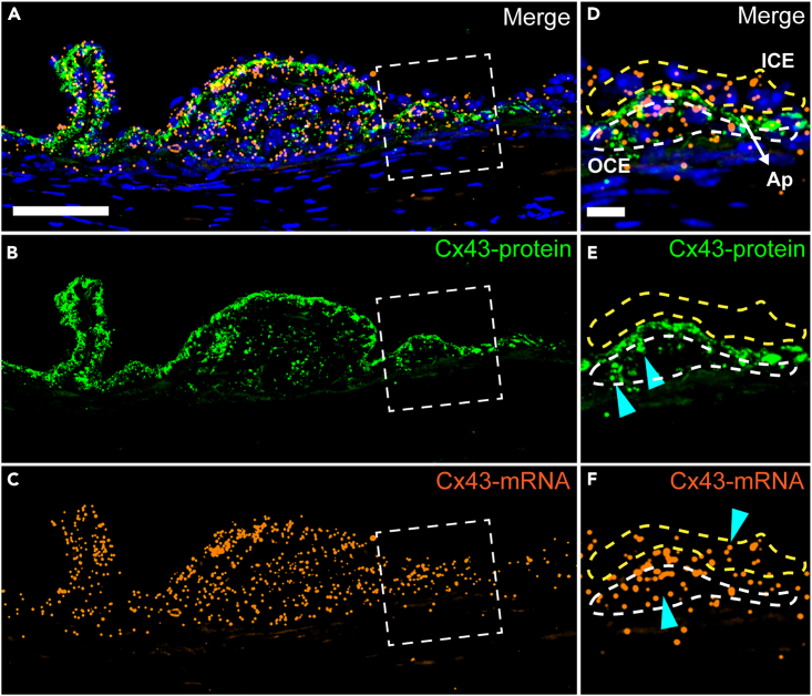 Figure 3