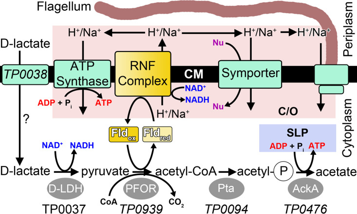 FIG 1