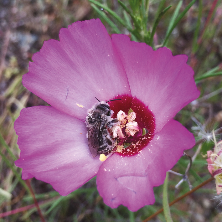 graphic file with name mcaa087if0001.jpg