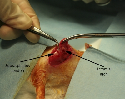 Fig. 2-A