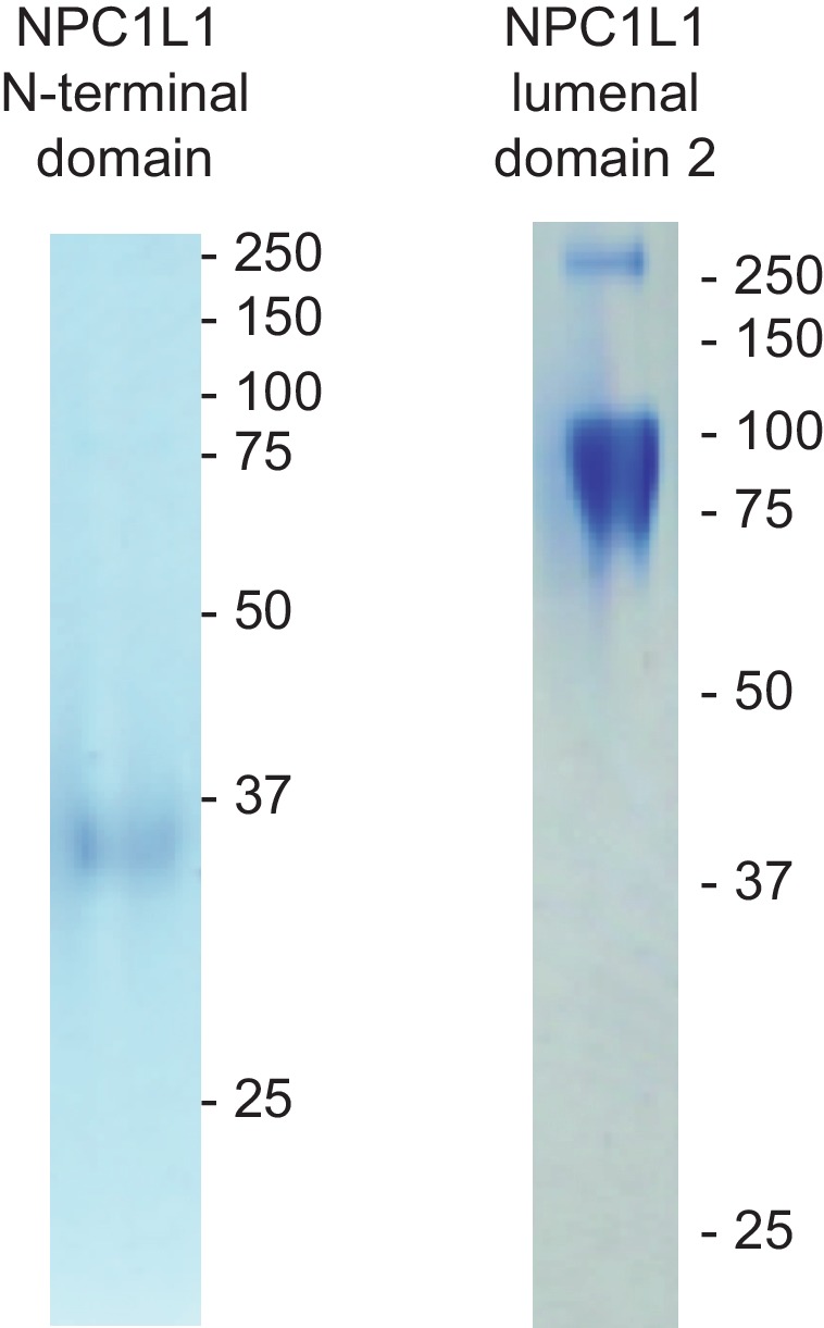 Figure 7—figure supplement 1.