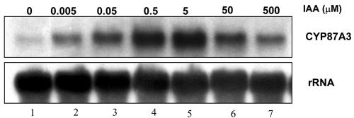 Figure 5.