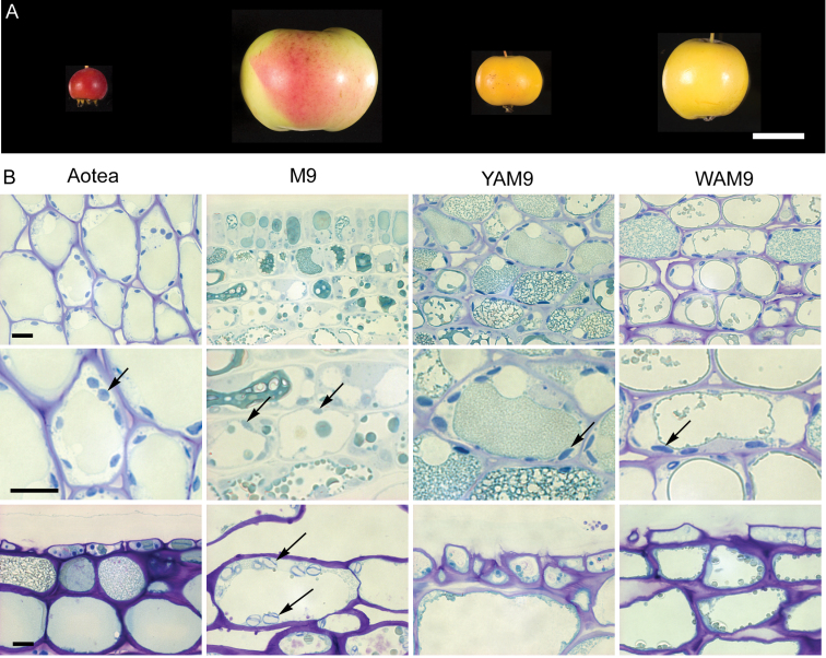 Fig. 2