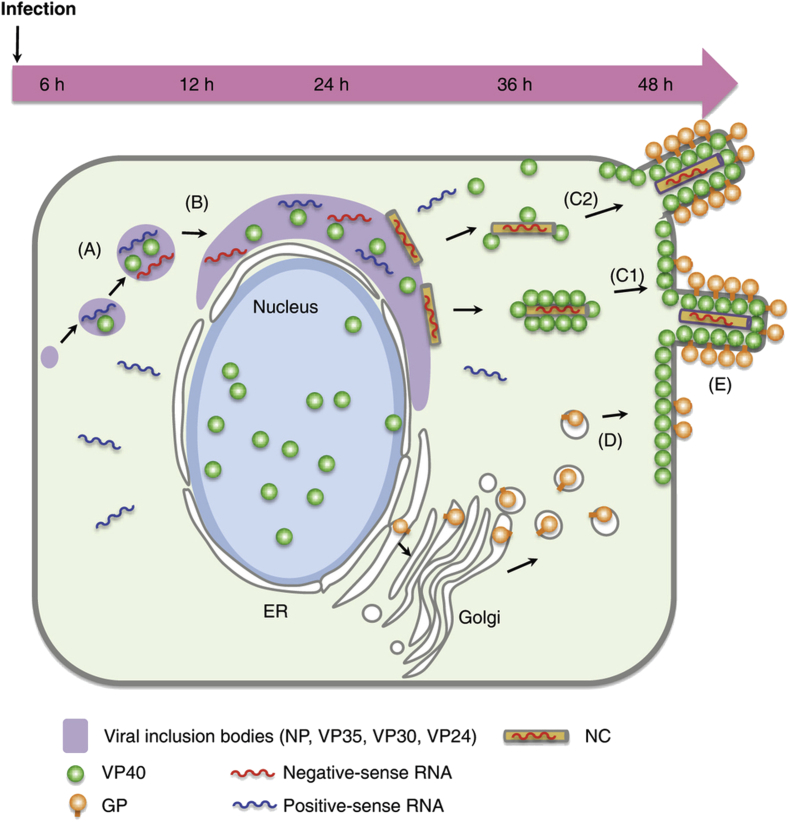 Fig 2