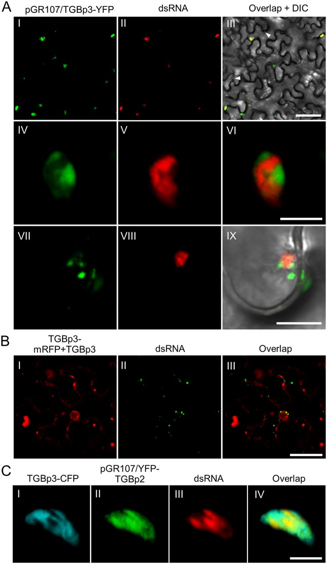 FIG 3