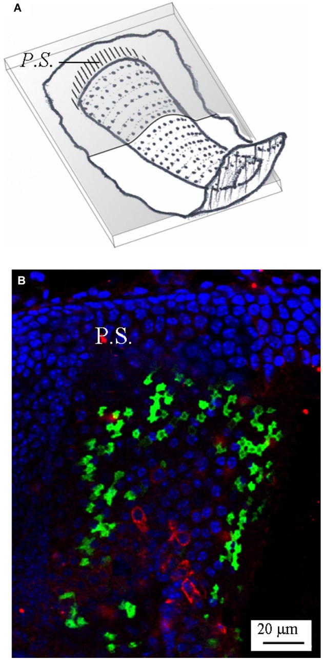 Figure 6