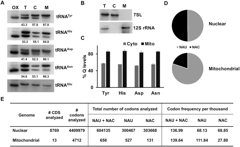 Preferential import of queuosine-modified tRNAs into Trypanosoma brucei ...