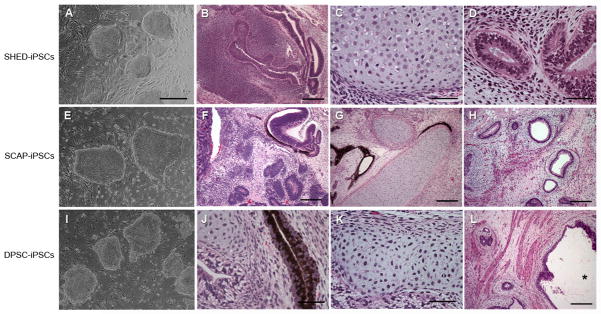 Fig. 8