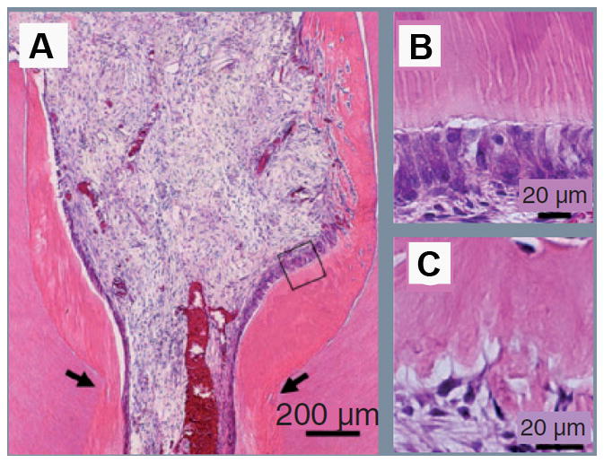 Fig. 5