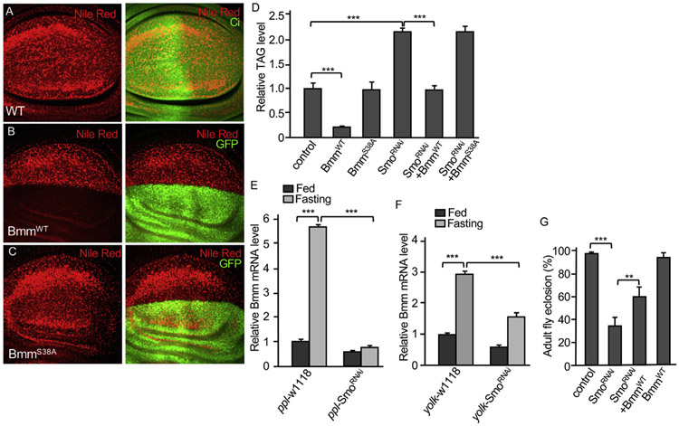 Fig. 3.