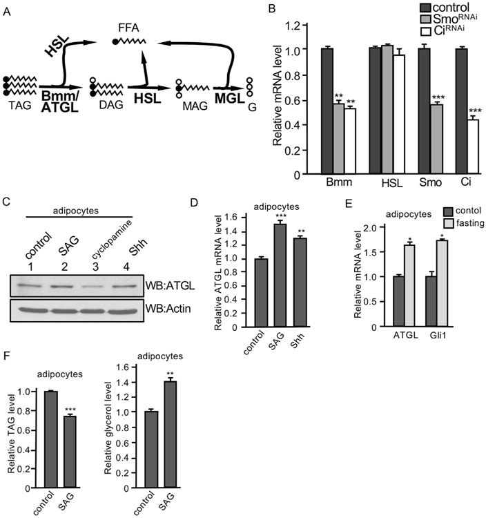 Fig. 4.