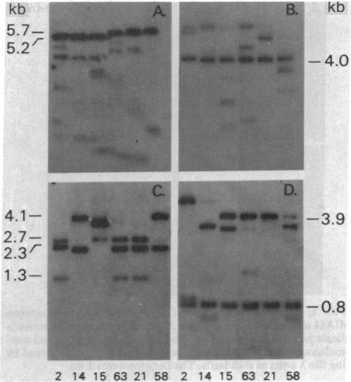 graphic file with name pnas00493-0515-a.jpg