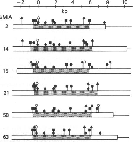 graphic file with name pnas00493-0515-b.jpg