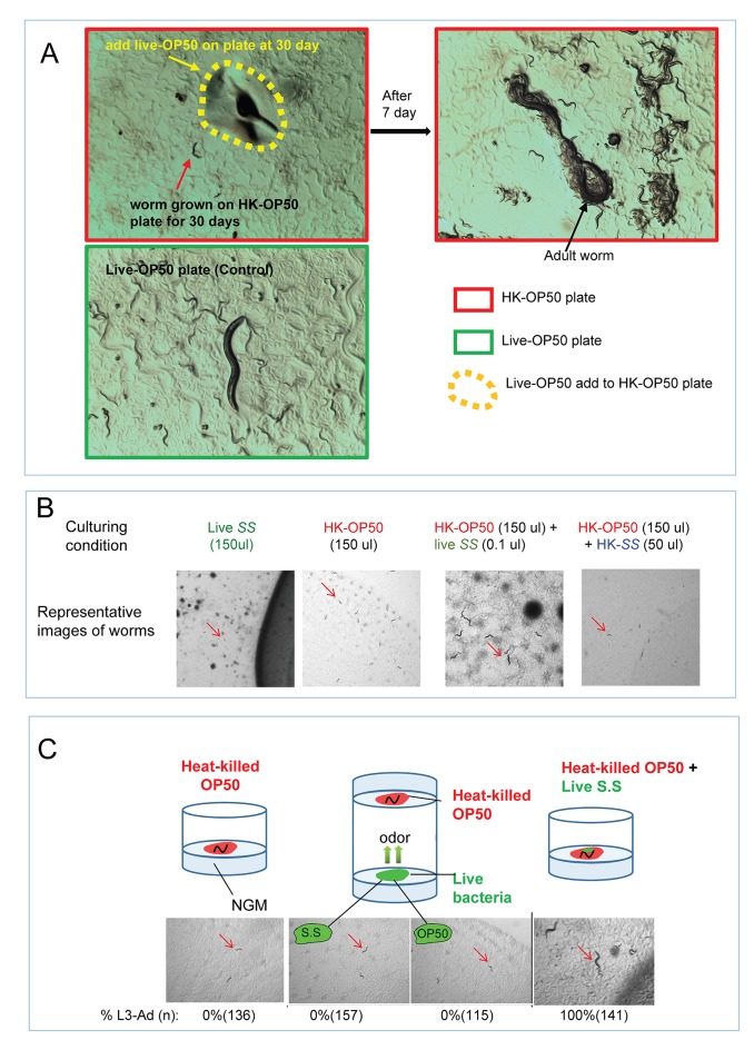 Figure 1—figure supplement 1.