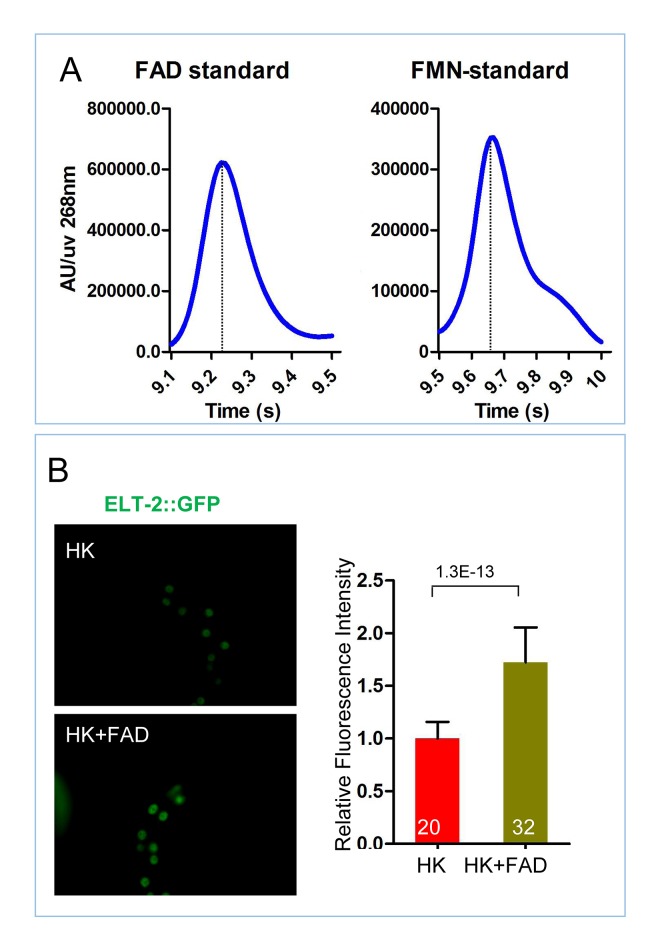 Figure 5—figure supplement 1.