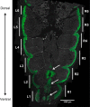Fig. 2.