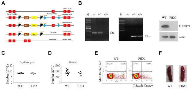 Figure 1—figure supplement 1.