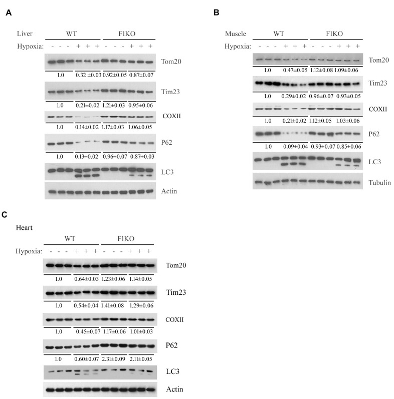 Figure 1—figure supplement 2.