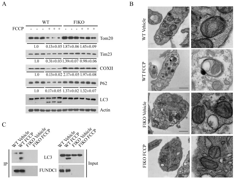 Figure 1—figure supplement 4.