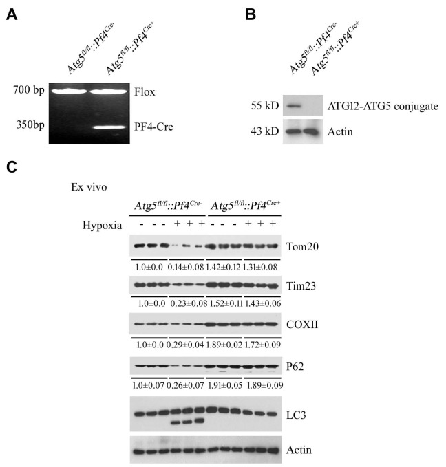 Figure 1—figure supplement 5.