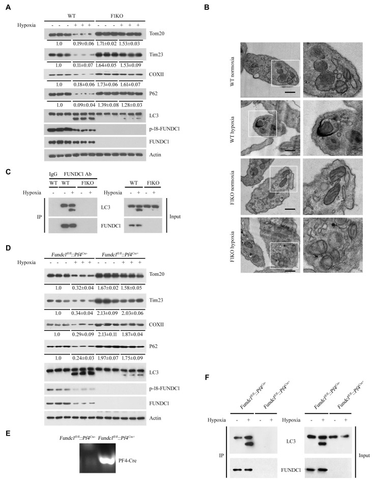 Figure 1—figure supplement 3.