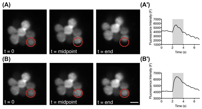 FIGURE 5