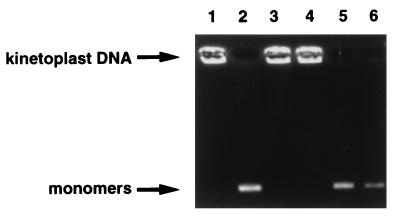 FIG. 5