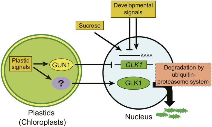 Figure 9.