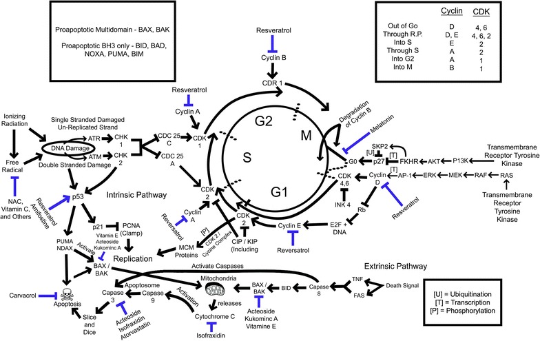 Fig. 3