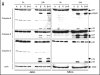 Figure 3A
