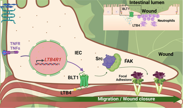 graphic file with name jciinsight-7-162392-g052.jpg