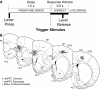 FIG. 1.