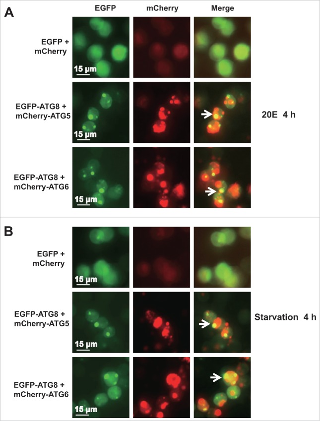 Figure 6.